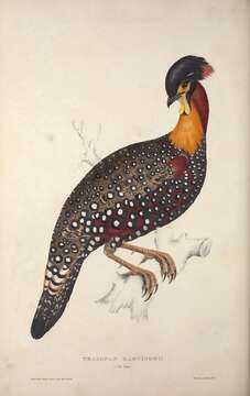 Image of Black-headed Tragopan