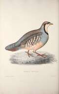 Plancia ëd Alectoris chukar (Gray & JE 1830)