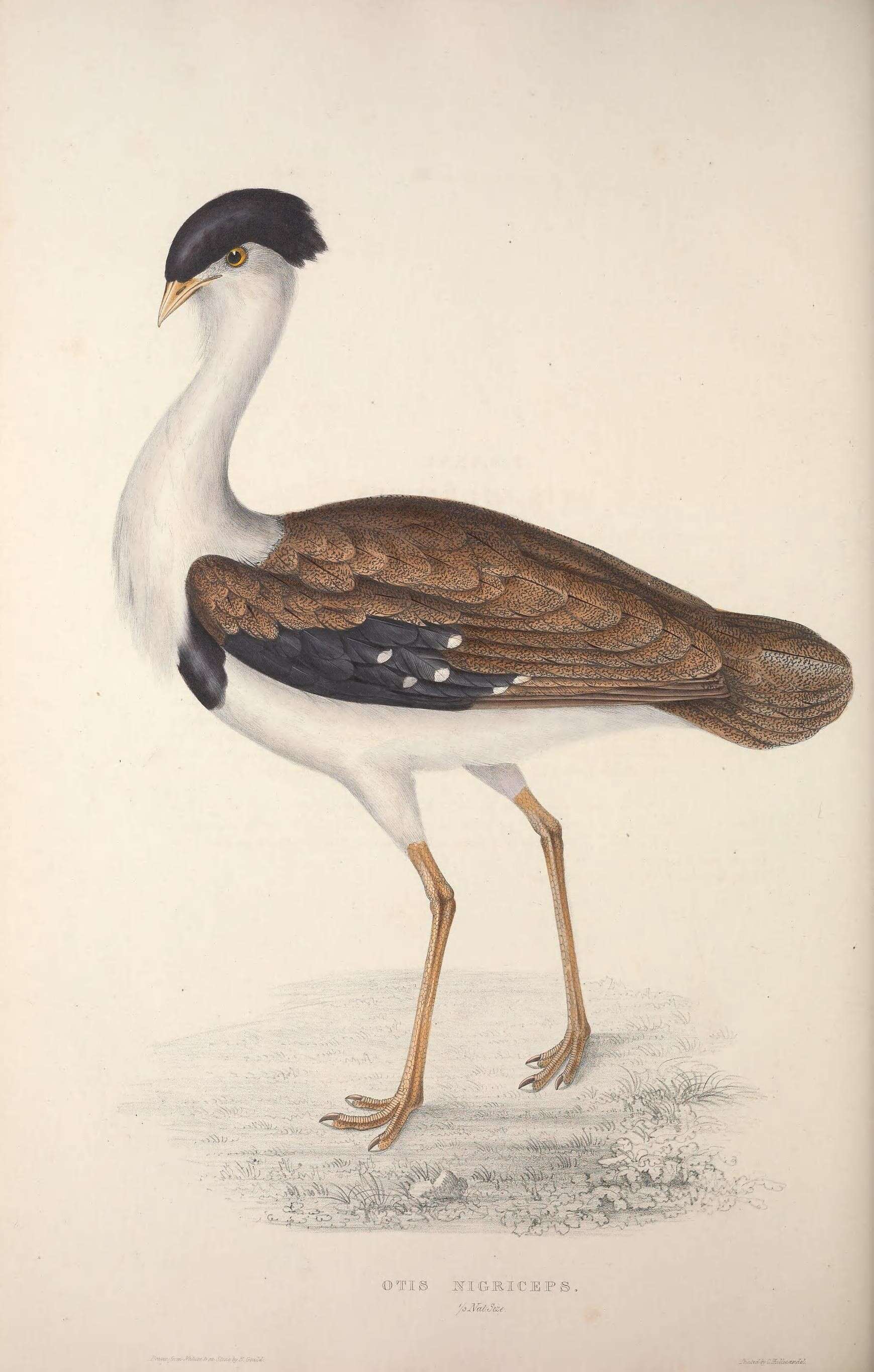 Image of Great Indian Bustard