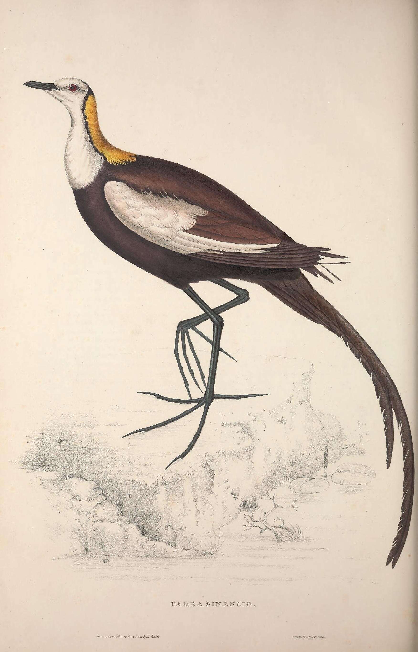 Image of Hydrophasianus Wagler 1832