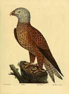 Image of Red Kite