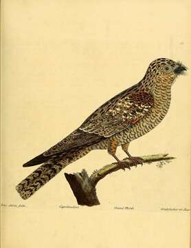 Image of nightjar, european nightjar