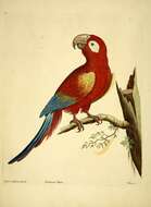 Image of Scarlet Macaw