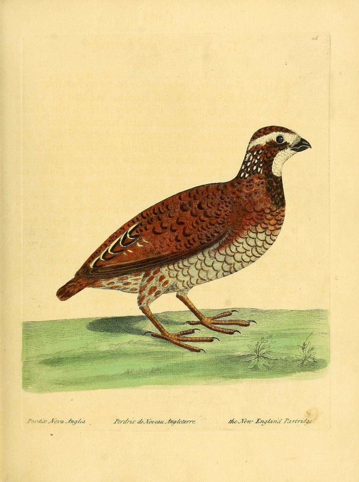 Image of Colinus Goldfuss 1820