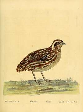 Image of Common Quail