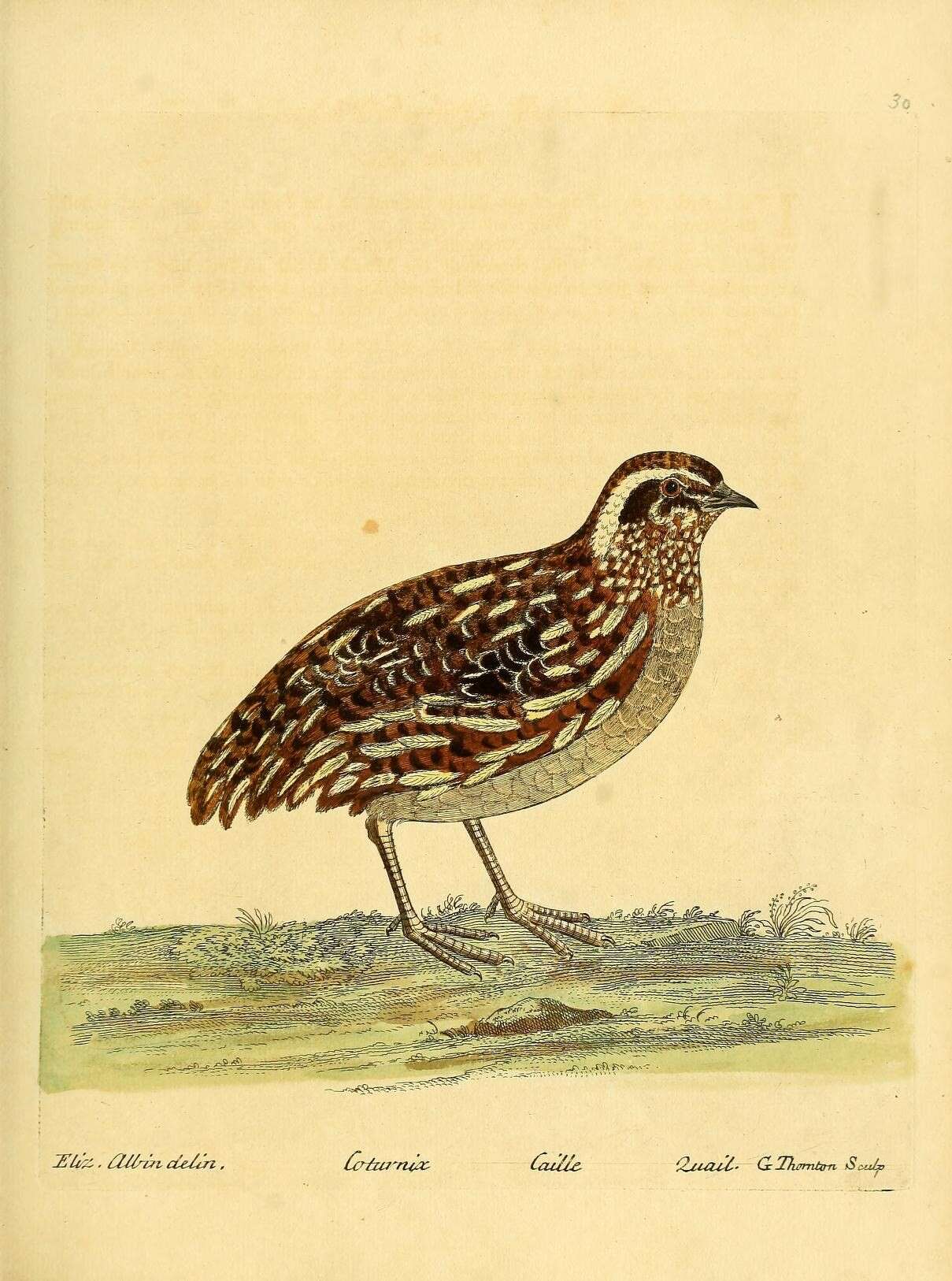 Image of Common Quail