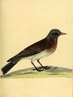 Image of Fieldfare