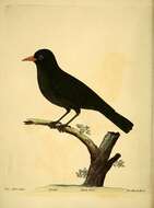 Image of Blackbird