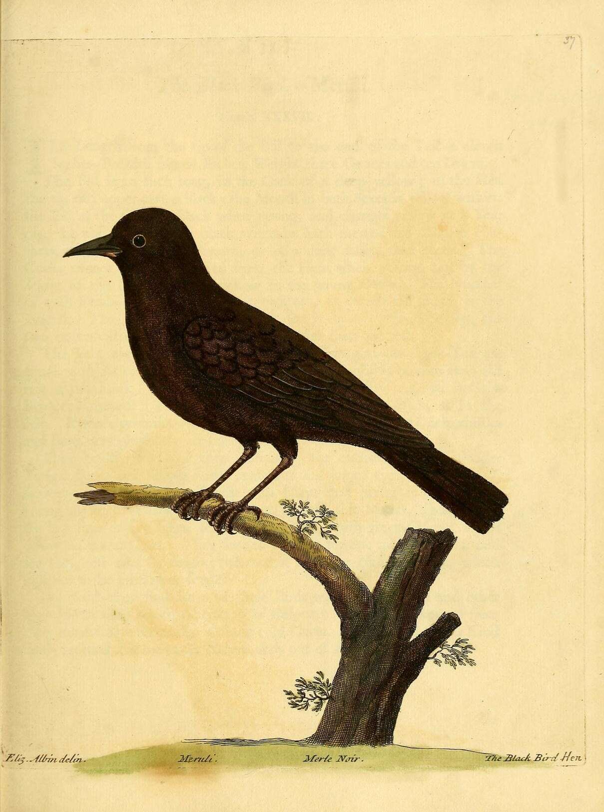 Image of Blackbird