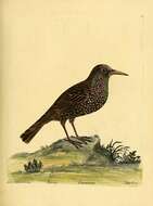 Image of Sturnus Linnaeus 1758