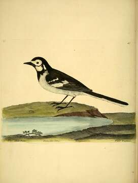 Image of Pied Wagtail and White Wagtail