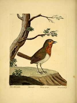 Image of Erithacus Cuvier 1800