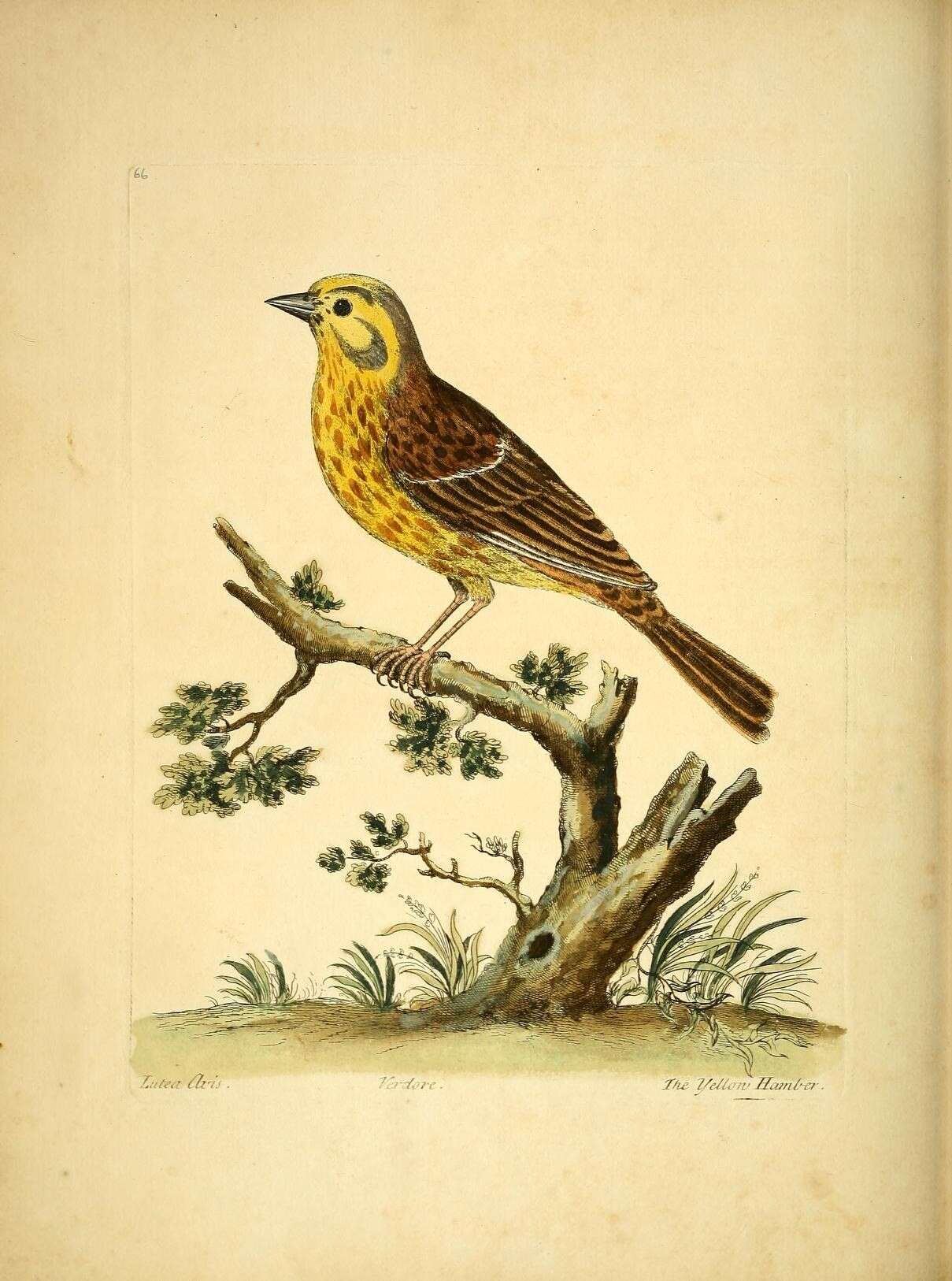 Image of Yellowhammer