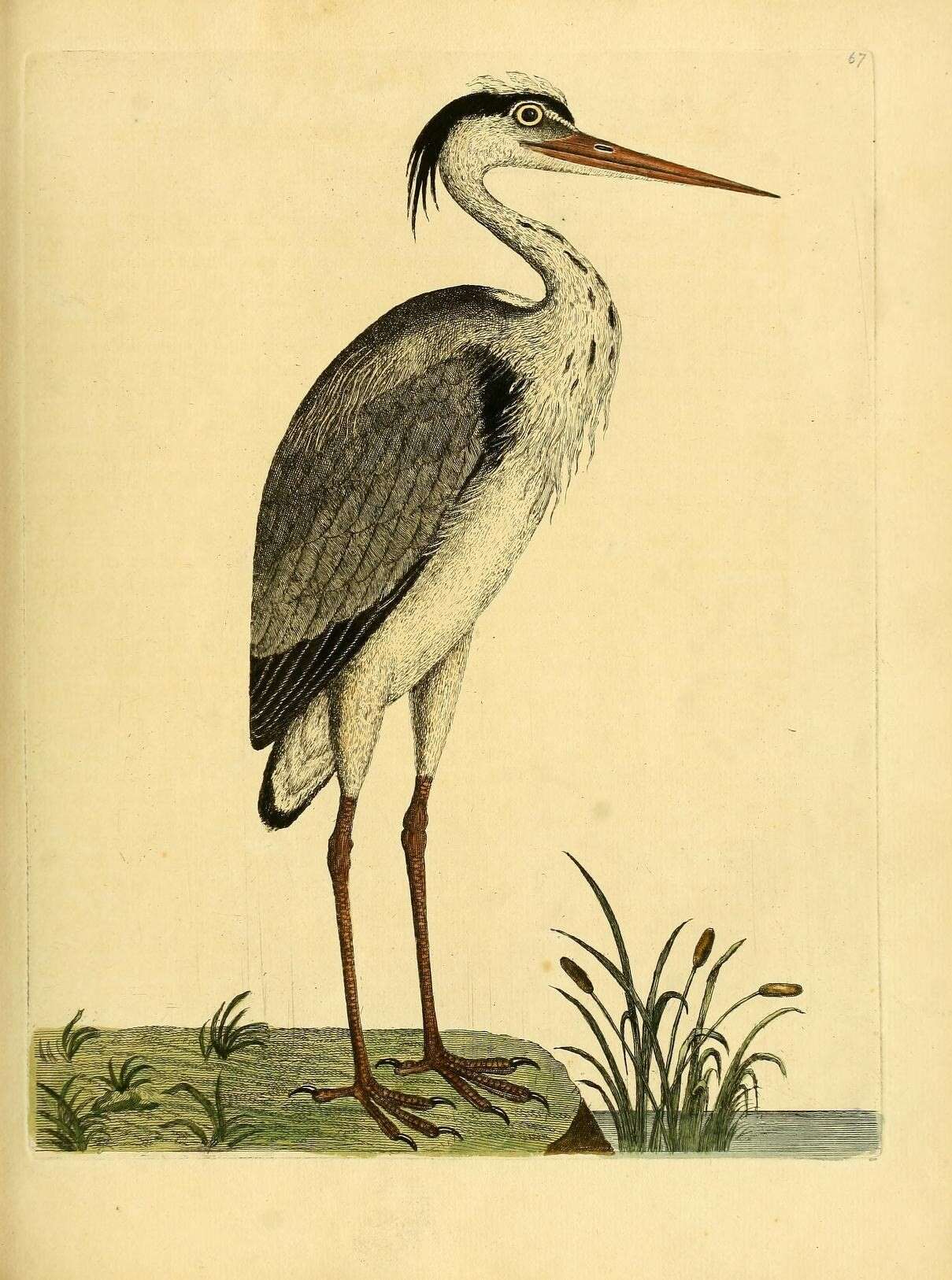 Image of Great Blue Heron