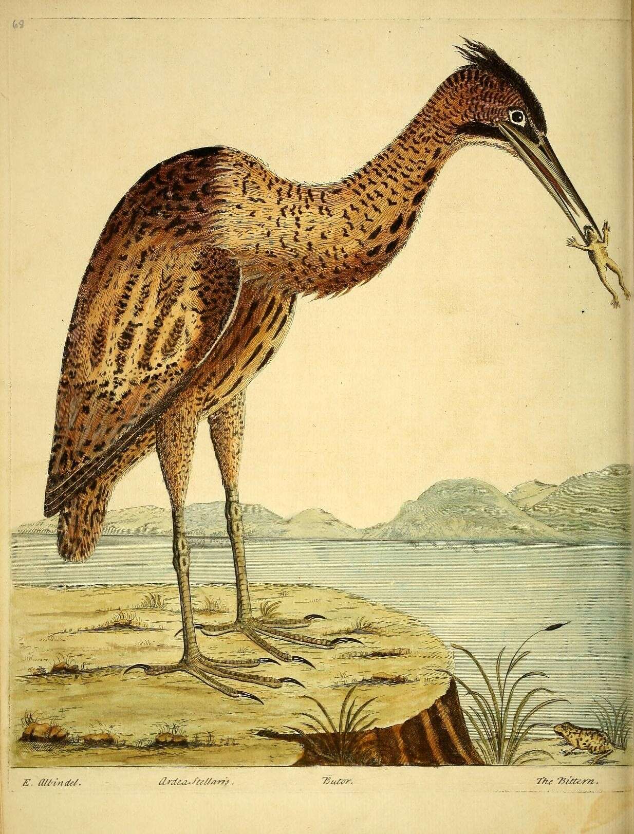 Image of great bittern, bittern