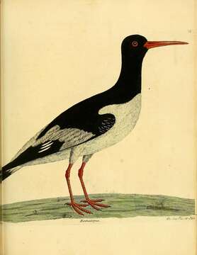 Image of oystercatcher, eurasian oystercatcher