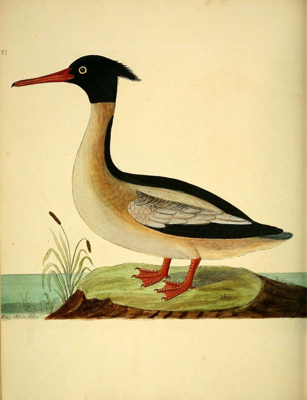 Image de Mergus Linnaeus 1758