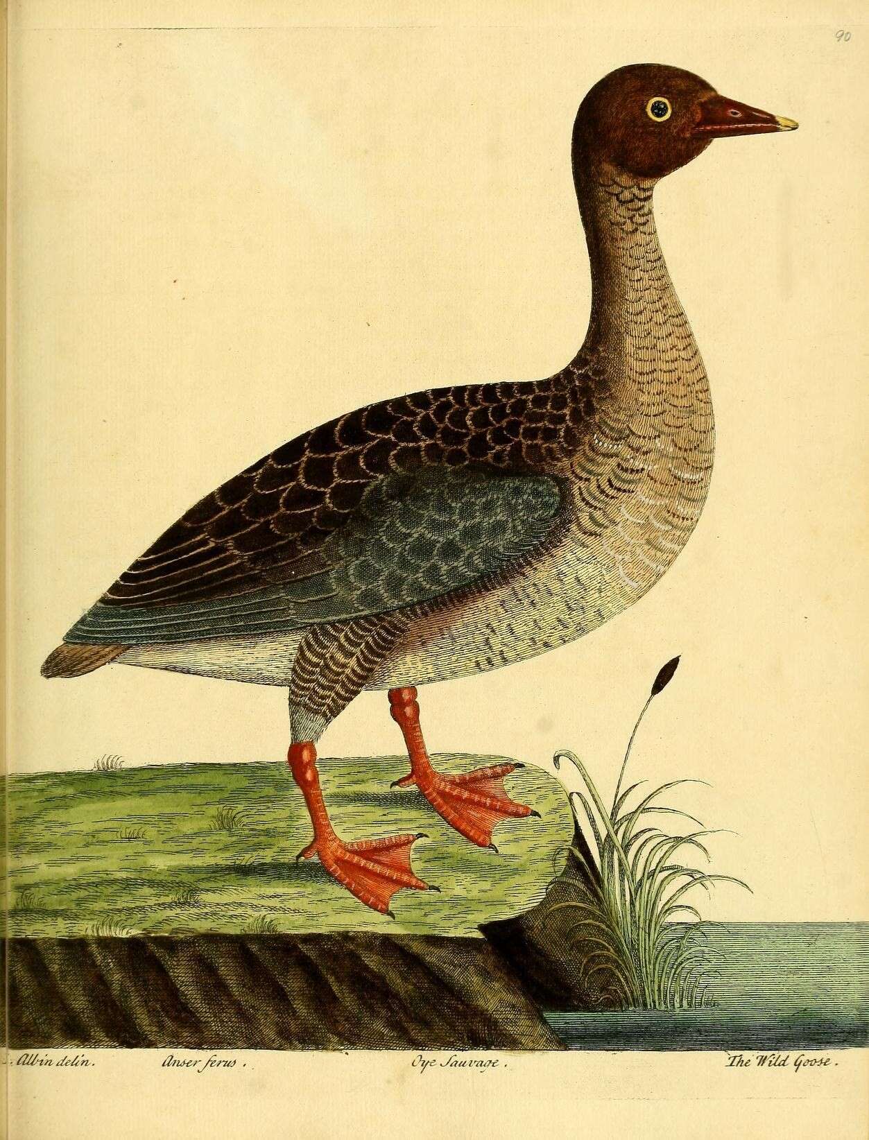 Image of Ruddy-headed Goose