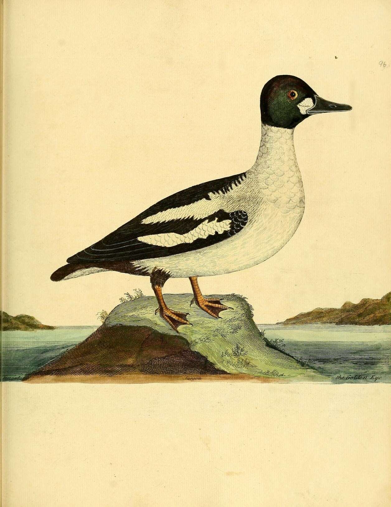 Image of Bucephala Baird & SF 1858