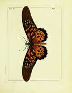 Imagem de Papilio antimachus Drury 1782