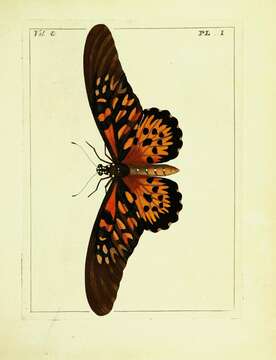 Image de Papilio antimachus Drury 1782