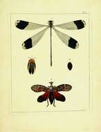 Image of Megaloprepus Rambur 1842