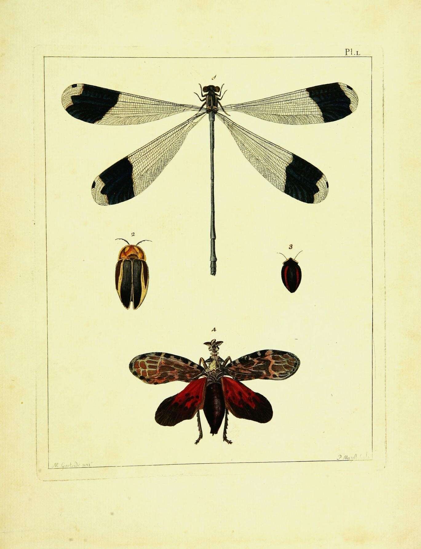 Image de Megaloprepus Rambur 1842