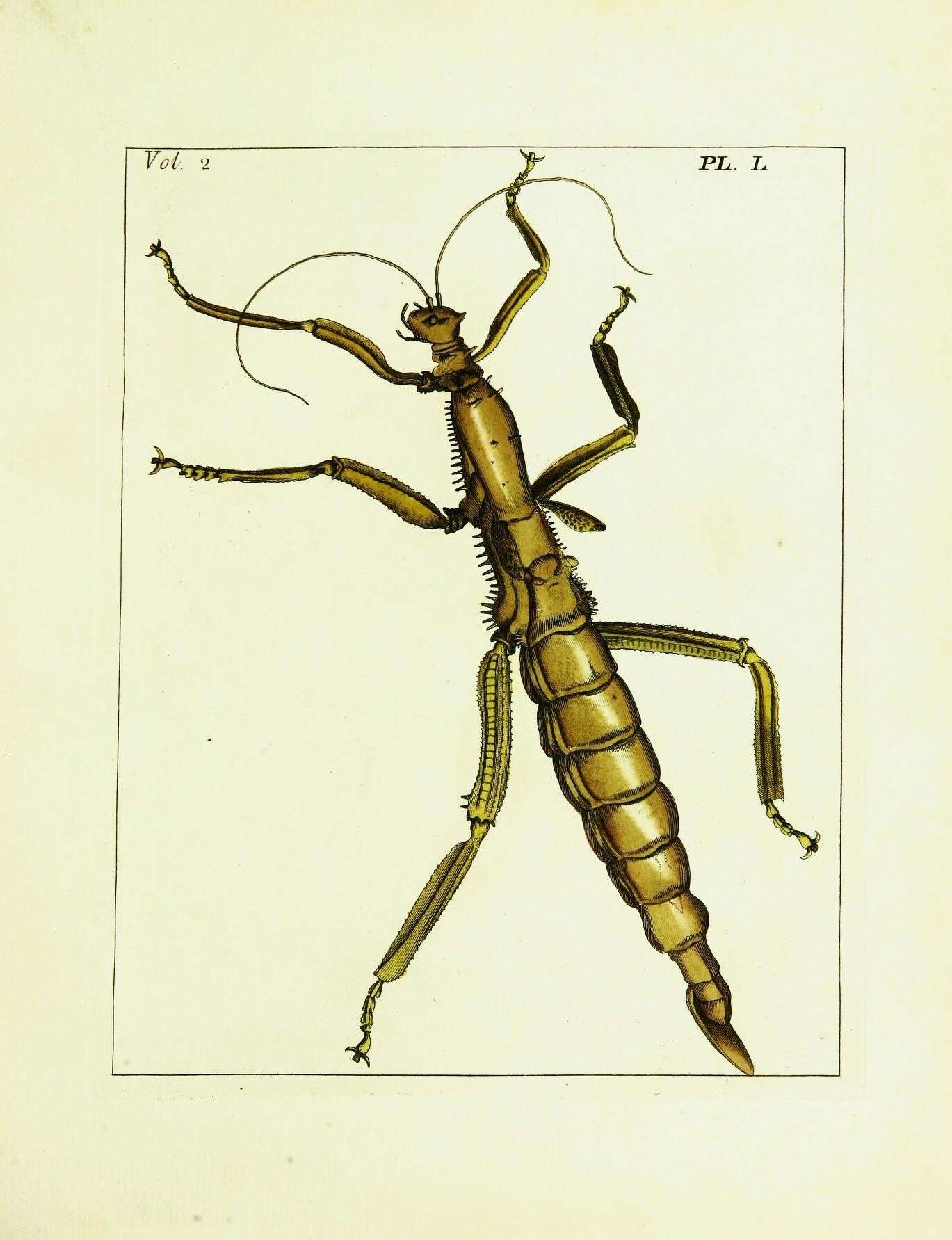 Image of Diapherodes gigantea (Gmelin 1789)