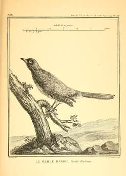 Image of Common Bulbul