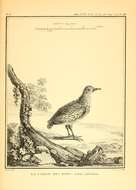 Image of Barbary Partridge