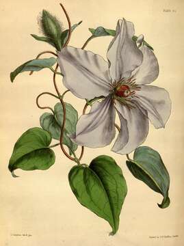 Image of Clematis lanuginosa Lindl.