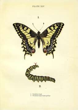 Image of Old World Swallowtail