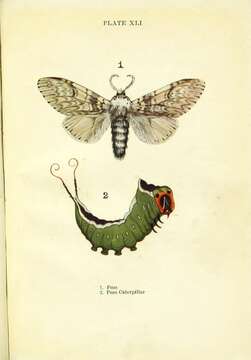 Image of Puss moth