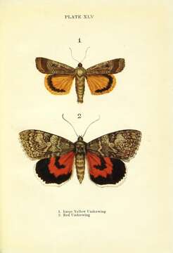 Noctua pronuba Linnaeus 1758的圖片