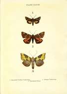 Anarta myrtilli Linnaeus 1761的圖片