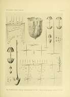 Sivun Hyalonema (Coscinonema) indicum Schulze 1895 kuva