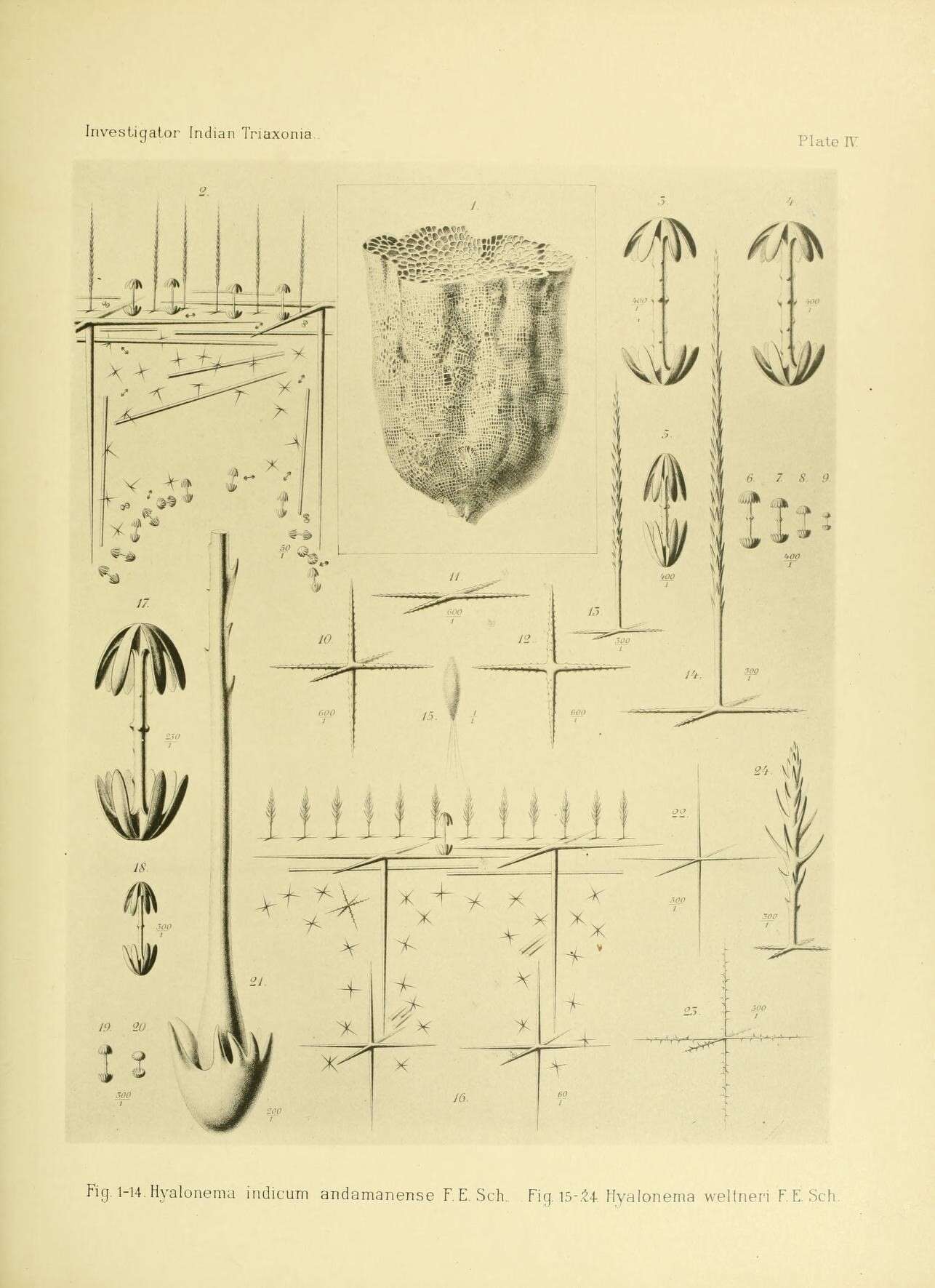 Sivun Hyalonema (Coscinonema) indicum Schulze 1895 kuva