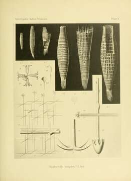 Image de Euplectella simplex Schulze 1896