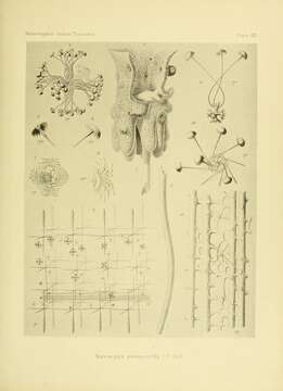 Image of Saccocalyx Schulze 1896