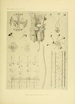 Image de Saccocalyx Schulze 1896