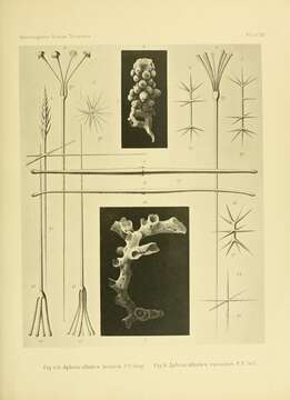 Image de Aphrocallistes beatrix Gray 1858
