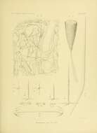 Sivun Hyalonema (Cyliconema) rapa Schulze 1900 kuva