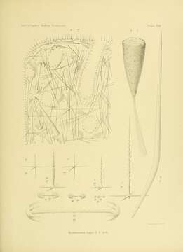 Image de Hyalonema (Cyliconema) rapa Schulze 1900