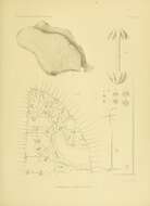Sivun Hyalonema (Coscinonema) lamella Schulze 1900 kuva