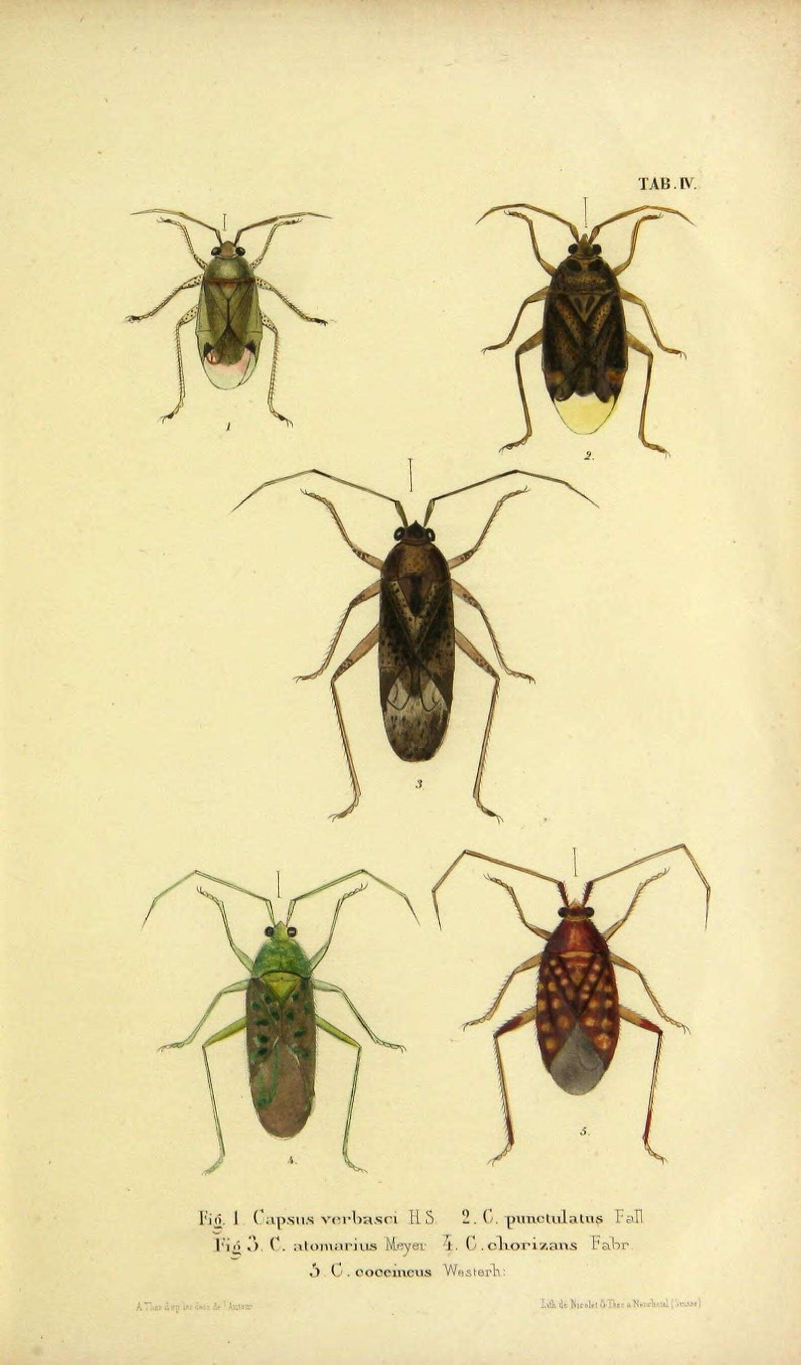Campylomma verbasci (Meyer-Dur 1843)的圖片