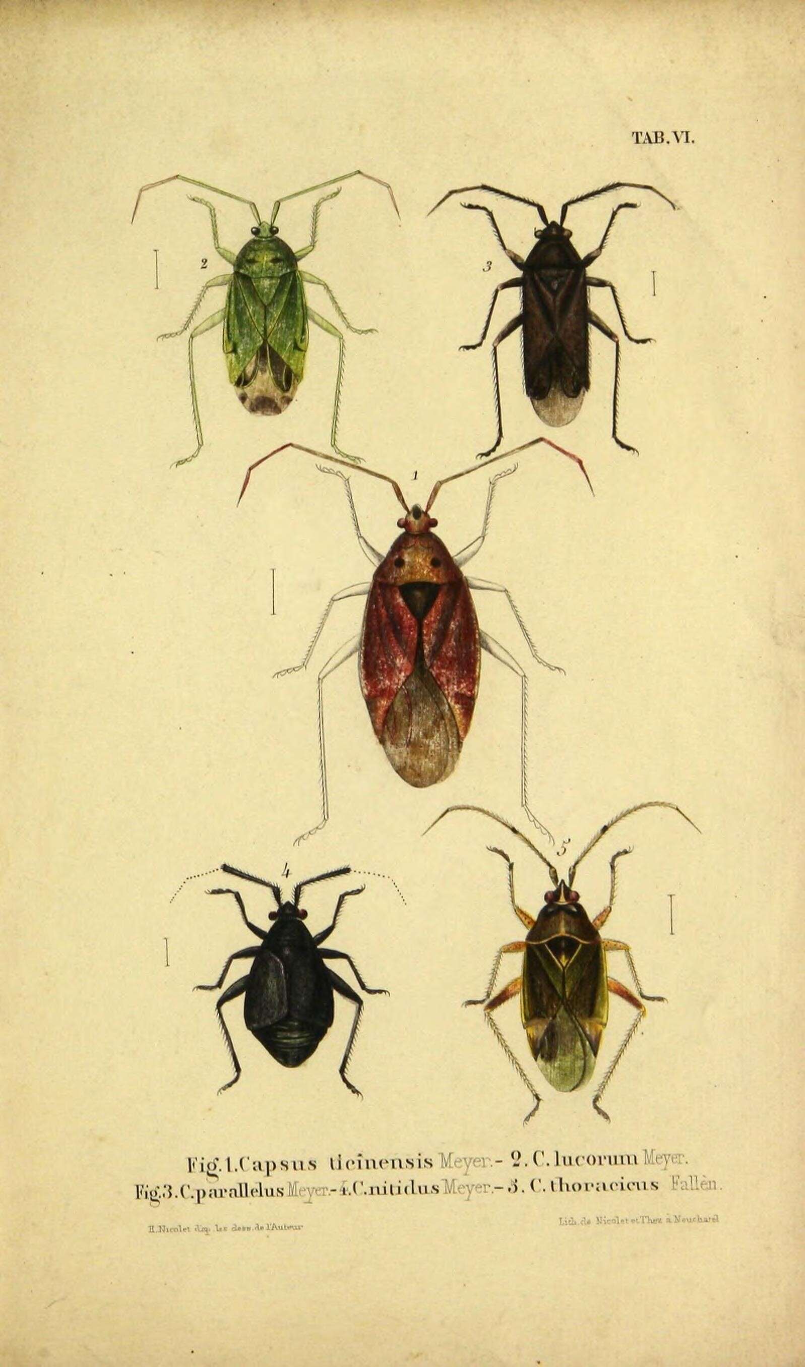 Image of Adelphocoris ticinensis (Meyer-Dur 1843)