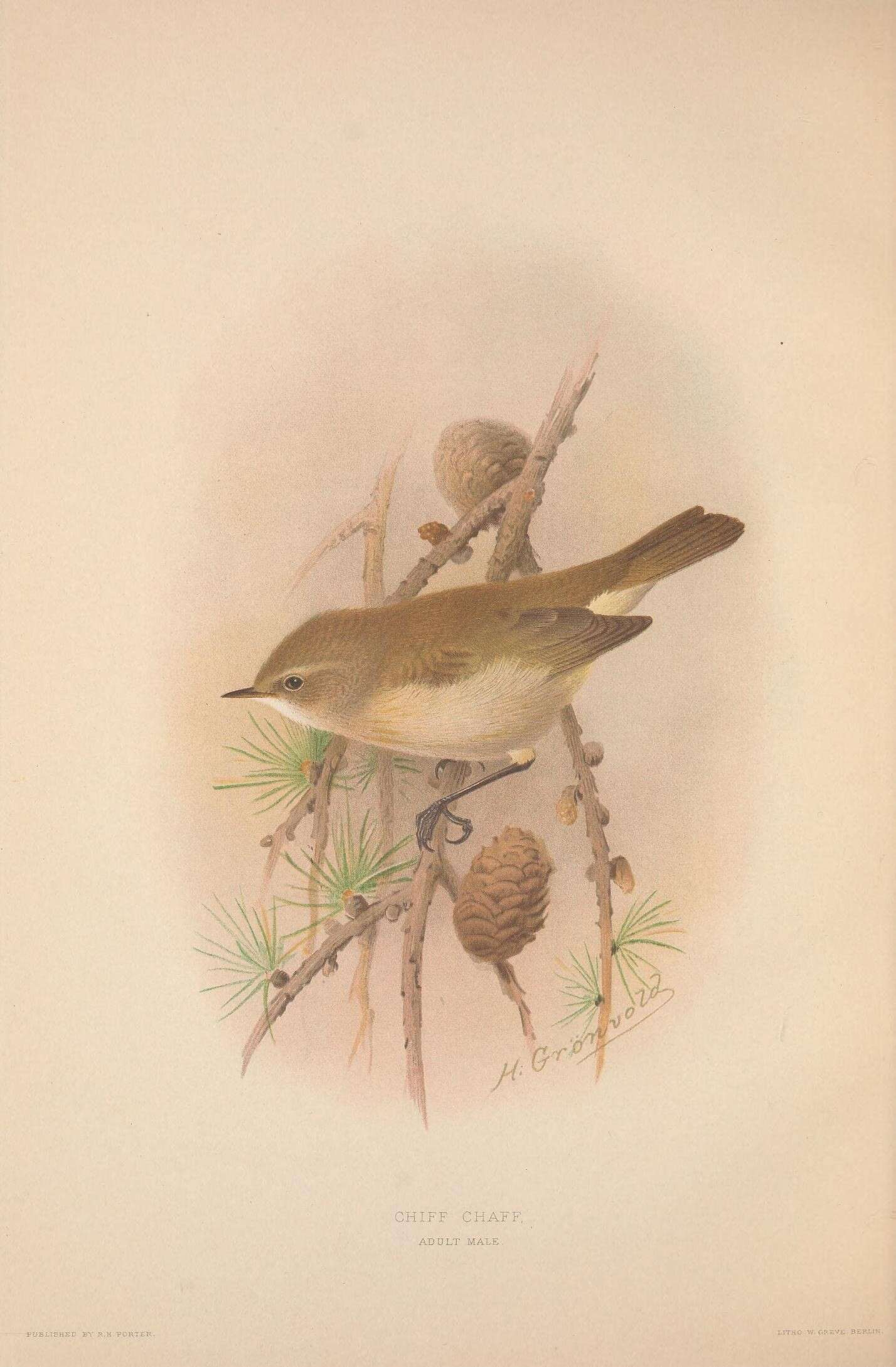 Image of Common Chiffchaff