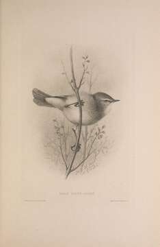 Image of Common Chiffchaff