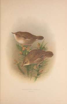 Image of Common Grasshopper Warbler