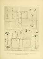 Image de Hyalonema (Ijimaonema) aculeatum Schulze 1895